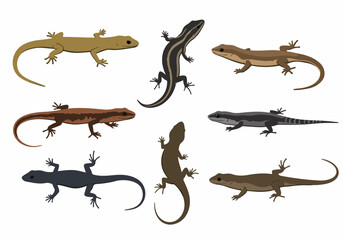 Diverse collection of vector lizard illustrations in flat design style, showcasing various reptile species with different colors and patterns, isolated on white.