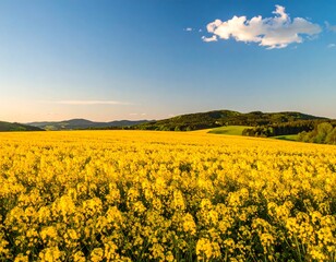 Vast field of bright yellow flowers under a clear sky