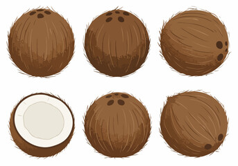 Collection of illustrated coconuts, showing whole and halved tropical fruits on a clean white background, perfect for summer, food, and healthy lifestyle designs.