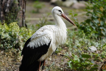 
White Stork (Ciconia ciconia).Ciconiidae family.Vogelpark Walsrode, Germany.