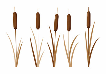 Set of five stylized cattail plants, bulrushes, or reedmace illustrations on a white background, perfect for wetland nature designs.