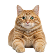 Orange Tabby Cat Portrait Striking Green Eyes Cute Kitten Feline Friend Ginger Pet Domestic on transparent background