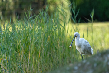 Ein Löffler in seiner natürlichen umgebung