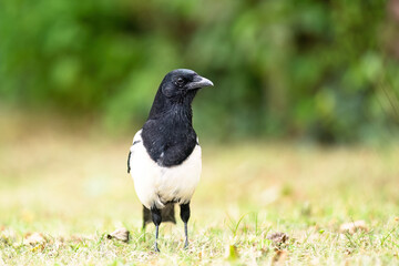Eine Schwarze Elster sitz auf der Wieder im Vordergrund und richtet ihren Kopf nach links