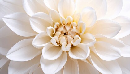 Fototapeta premium Macro Photograph Captures Delicate Details of a Pristine White Dahlia Flower
