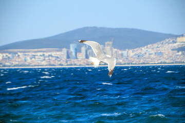 Naklejka premium seagull flying over sea against city coast 