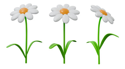 3d chamomile. Daisy flower in grass, cute spring white garden or colorful plant in plastic style different sides view. Summer decorative vector render isolated cartoon glossy element
