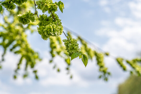 Ulmus minor or Elm tree in the suny day in spring. Elm is a deciduous and semi-deciduous tree comprising the flowering plant.