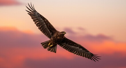 Naklejka premium 夕焼け空を力強く舞う鷲 雄大な翼を広げ滑空する姿. AI Generated