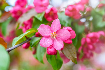 Fresh pink flowers of a blossoming apple tree with blured background