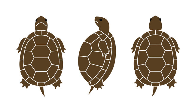 Flat vector illustration of a cute cartoon tortoise from the top, side, and back, isolated on a white background.