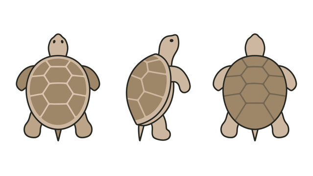 Flat vector illustration of a cute cartoon tortoise from the top, side, and back, isolated on a white background.