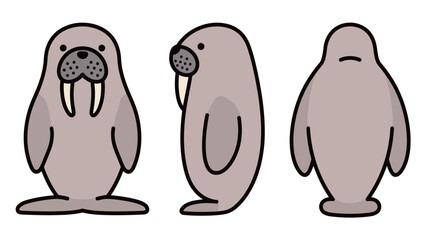 Cute flat vector illustration of a cartoon walrus from the front, side, and back, isolated on a white background.