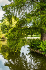 Trees reflecting on a water surface in a park in London during summer