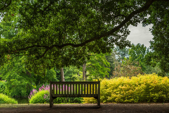 A wooden bench under a tree in a park in London during summer