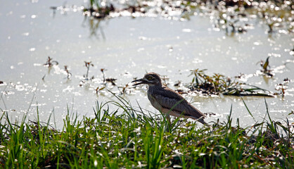 Water thick knee foraging for food