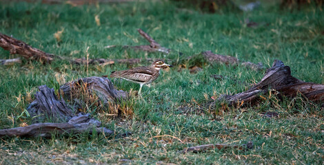 Water thick knee foraging for food