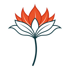 vector illustration of scadoxus puniceus alba line art flower