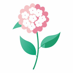 spiraea japonica shirobana flower vector on white