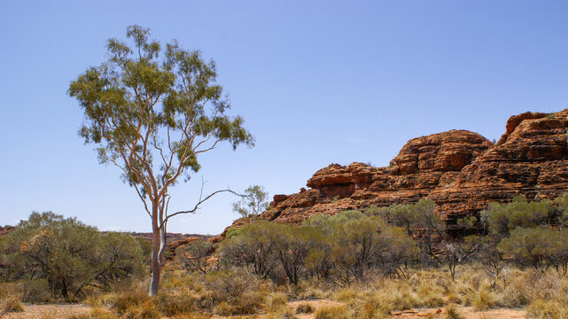 Eucalyptus tree and red hills in the dry desert landscape of the red centre of Australia, Northern Territory
