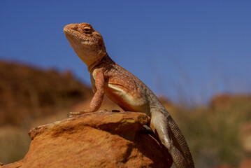 Lizard on a rock, close-up of Slater's Ring-tailed Dragon (Ctenophorus slateri), Red Centre of Australia, Northern Territory