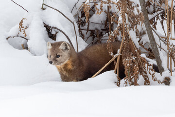 American Marten, Martes americana.