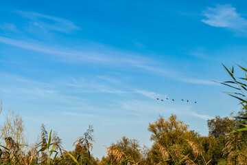 Autumn landscape with a flock of birds in the blue sky and trees with yellow foliage, selective focus.