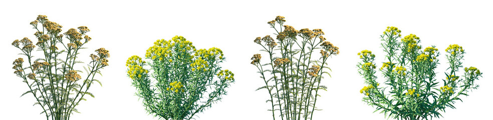 Set of Achillea terracotta (Yarrow) and Euphorbia palustris isolated png on a transparent background perfectly cutout high resolution © Viktoria