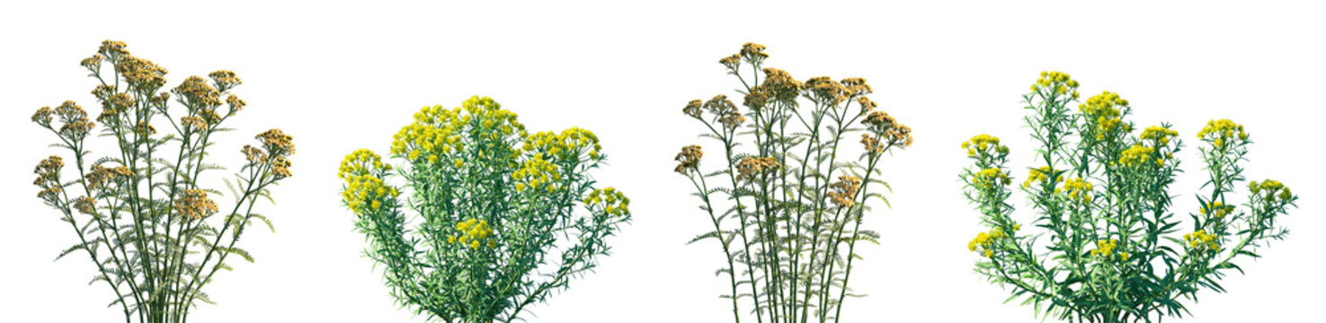 Set of Achillea terracotta (Yarrow) and Euphorbia palustris isolated png on a transparent background perfectly cutout high resolution
