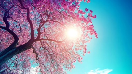 Cherry blossom tree with vibrant pink flowers against a bright blue sky and sun flare, creating a stunning and dreamy spring scene
