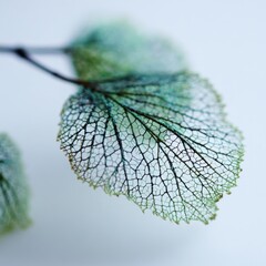A delicate, translucent leaf vein structure, highlighted with soft teal and muted greens, displaying intricate detail against a muted backdrop.