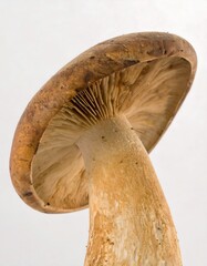 Close-up of a mushroom's cap and stem.  A light brown, round cap with ribbed gills. The stem is a pale tan color