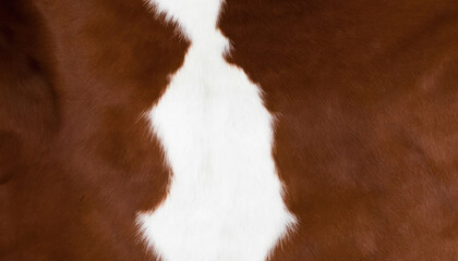 close up of a horse