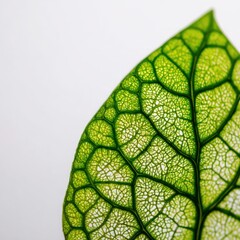 A close-up view reveals intricate vein patterns within a vibrant green leaf, showcasing the complex structure of nature's design.