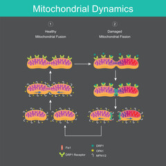 This diagram illustrates the two opposing processes of mitochondrial dynamics: fusion and fission. These processes are essential for maintaining a healthy population of mitochondria within a cell.