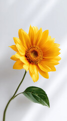 Single sunflower yellow petal white background minimal botanical natural light macro bright fresh stem leaf