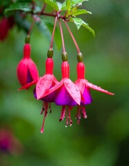 Close-up of fuchsia flowers, vibrant red and purple, hanging from a branch