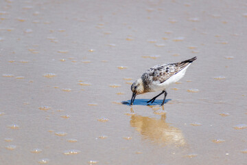 Sanderling Bird Feeding at Shoreline - Sanderling Shorebird Feeding in Wet Sand at Low Tide