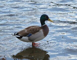Obraz premium Majestic mallard duck stands gracefully in rippling blue water.