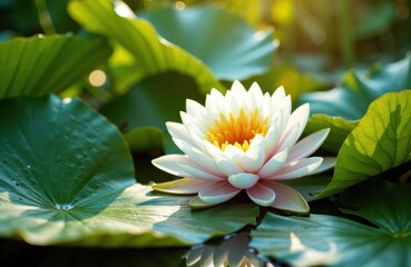 Obraz premium Beautiful white water lily blooming on calm pond surface with lush green leaves