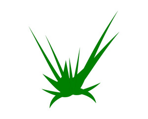 Fresh, green leaves of an aloevera plant isolated on a white background, PNG, grass icon, green