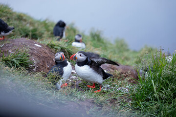 Puffins Perched on Cliffside with Ocean Behind