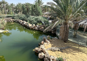Fototapeta premium Nile crocodile in an enclosure at the zoo (lat. - Crocodylus niloticus)
