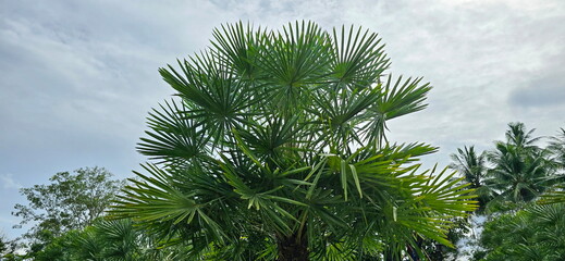 Fan palm, Brab palm leaves are fan-like with pointed tips and green leaves. Palmyra palm top on sky background. Lontar palm is perennial tree with a single trunk without branches.There hard petioles
