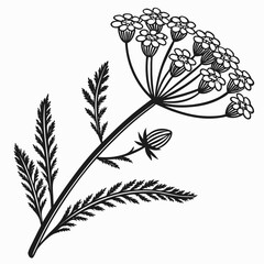 Black and white illustration of a yarrow plant with flowers and leaves
