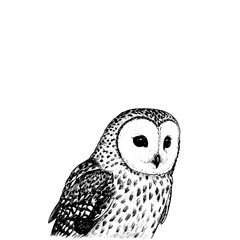 Owl in old engraving style, vintage wildlife art, black sketch bird print, trendy design, white background, nature illustration
