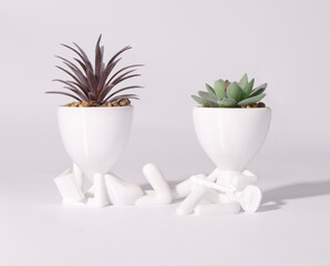  two white flower pots whith succulent on white background