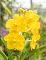 Obraz premium Vibrant yellow orchids in a greenhouse setting, showcasing intricate details and a soft, natural light.