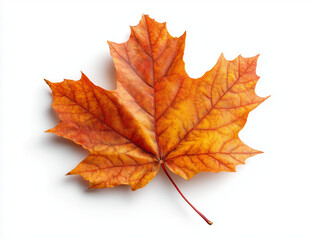 Autumn Maple Leaf on White, 흰 배경 위의 가을 단풍잎