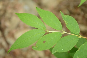 Deutzia glabrata, called Mulchamdae in Korea, is a deciduous shrub with smooth leaves and white spring flowers. It grows in shady moist valleys and is used ornamentally.